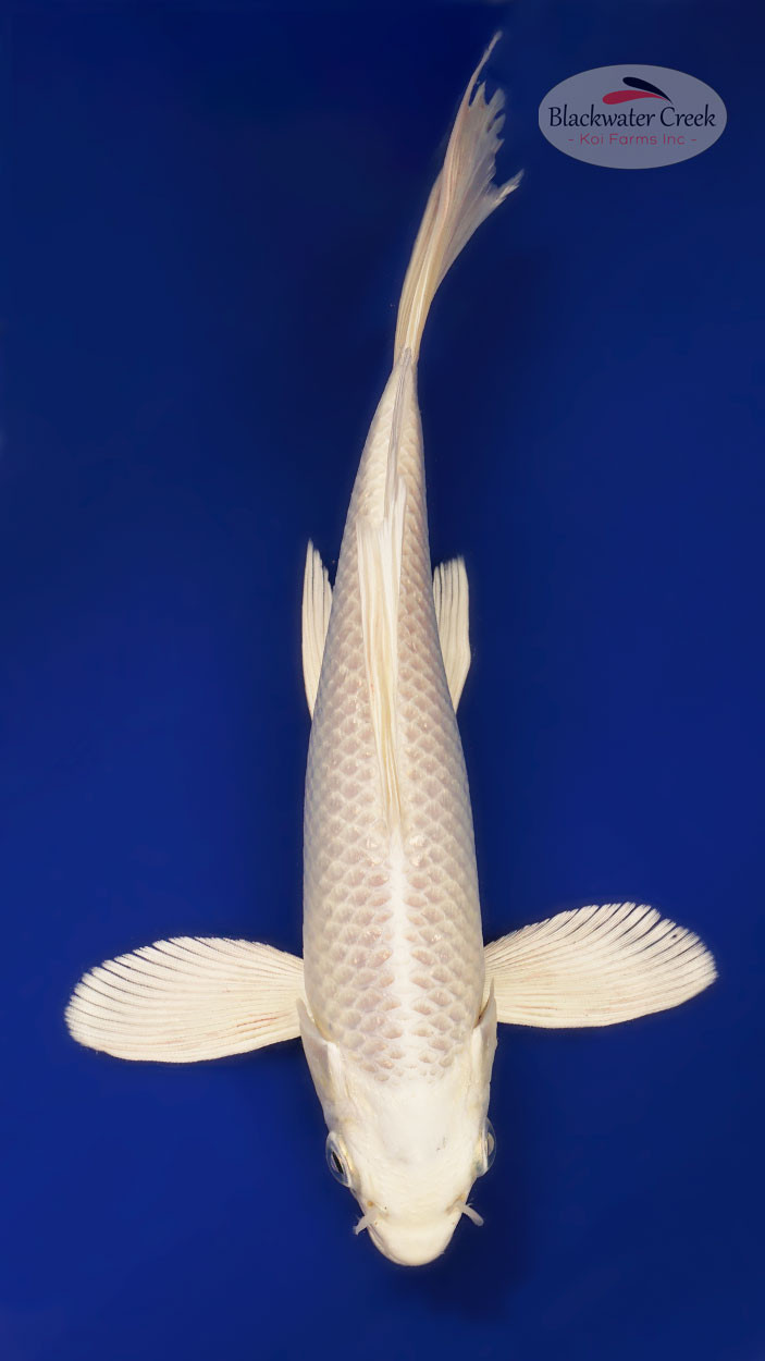 Platinum 7 inches [ESH6-101325-2] - Blackwater Creek Koi Farms