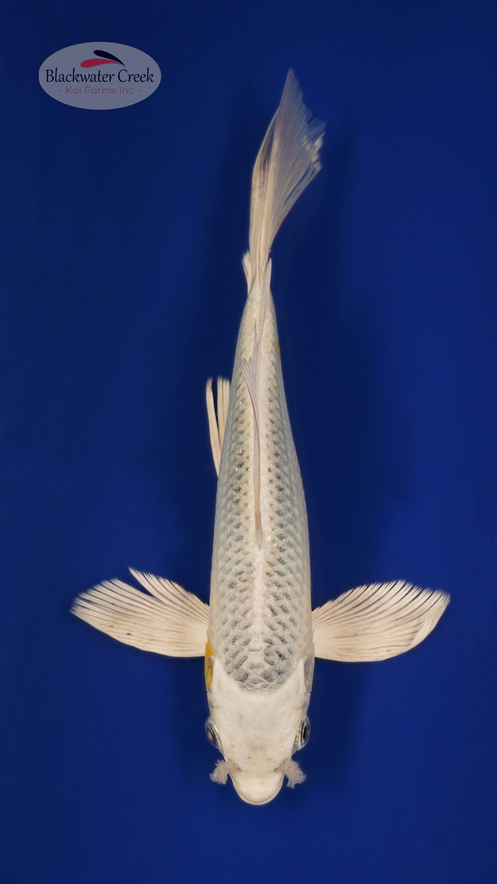 Matsuba 9 inches [ESH8-101325-5] - Blackwater Creek Koi Farms