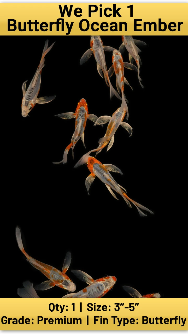 Butterfly Koi koi for sale