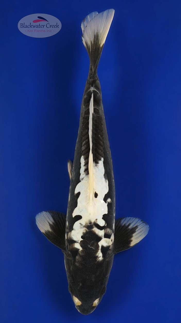 CHECK HOW THIS FISH CHANGED* Kumonryu 16 inches [EC9-11525-106