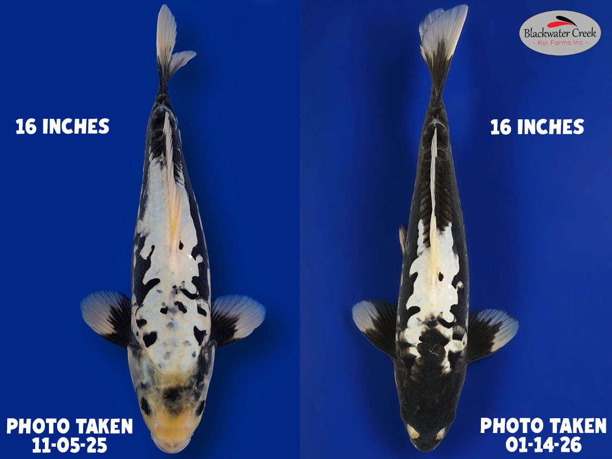 CHECK HOW THIS FISH CHANGED* Kumonryu 16 inches [EC9-11525-106
