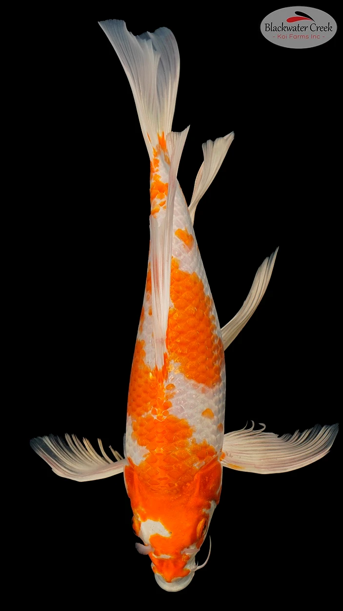Hariwake Koi koi for sale