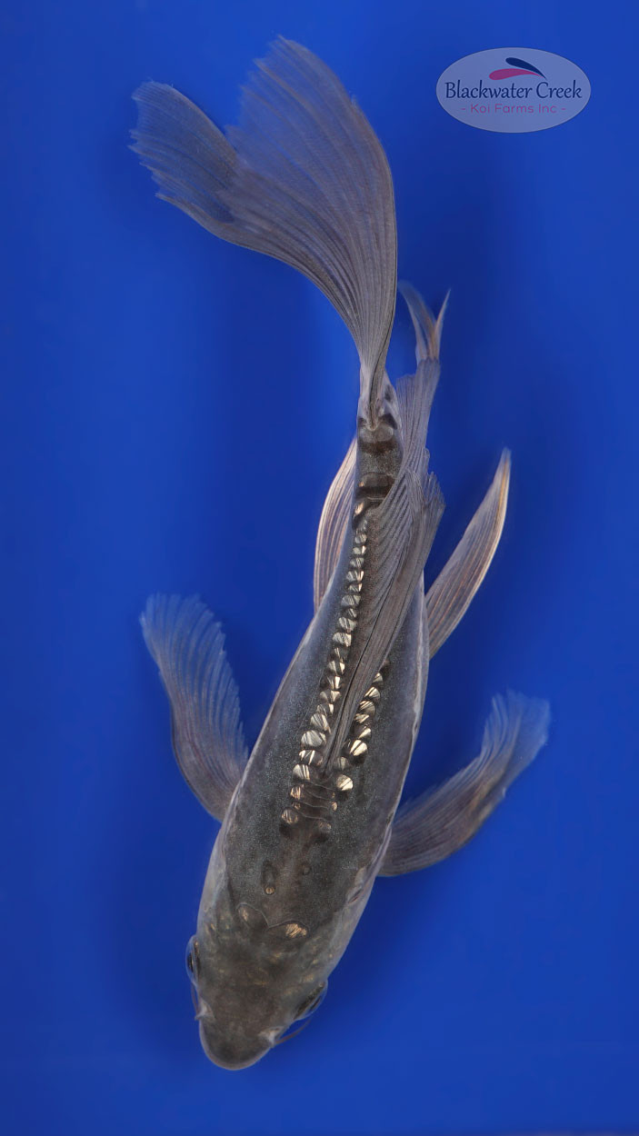 Doitsu Soragoi 6-7 inches [B25-T61-8] - Blackwater Creek Koi Farms