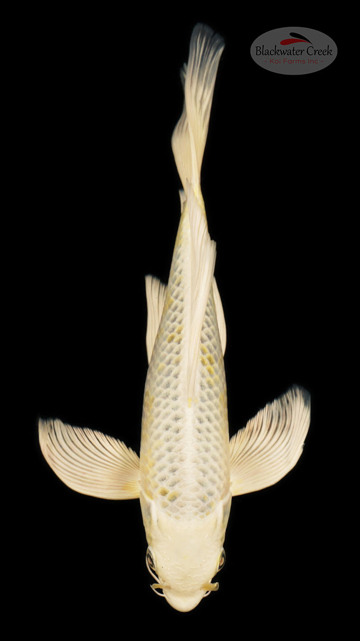 Kujaku Koi koi for sale