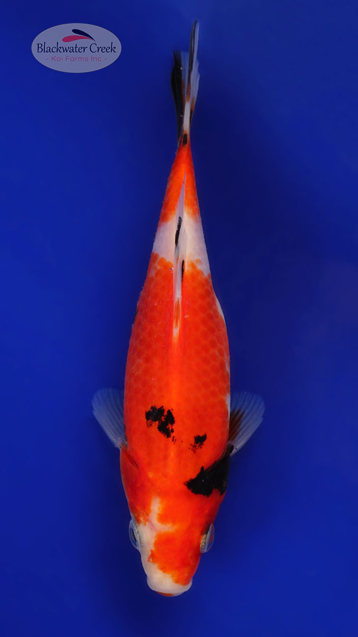 Sanke Gold 4-5 inches [ZZ26-T18-9] - Blackwater Creek Koi Farms
