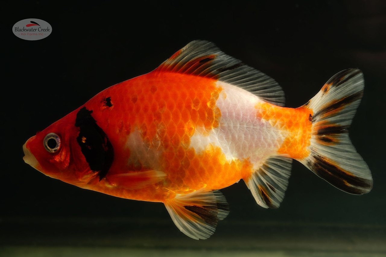 Sanke Gold 4-5 inches [ZZ26-T18-9] - Blackwater Creek Koi Farms