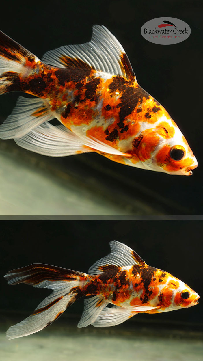 Sanke Gold 4-5 inches [ZZ26-T18-1] - Blackwater Creek Koi Farms
