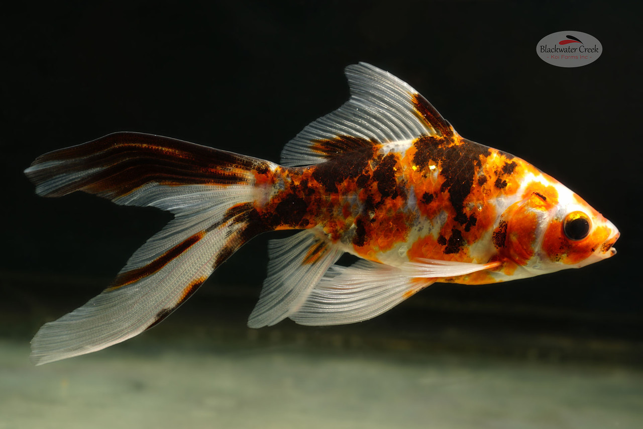 Sanke Gold 4-5 inches [ZZ26-T18-1] - Blackwater Creek Koi Farms