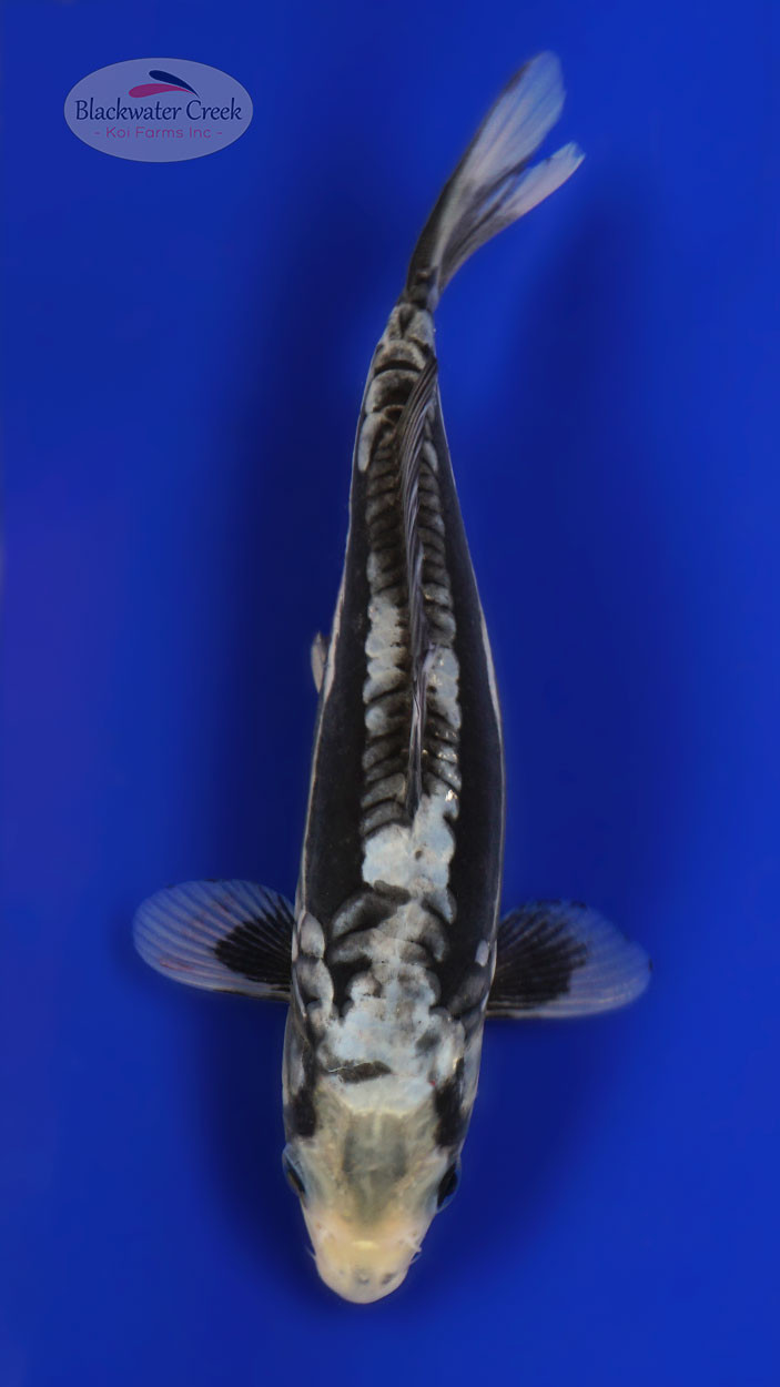 Kumonyru 8 inches [ED7-21626-3] - Blackwater Creek Koi Farms