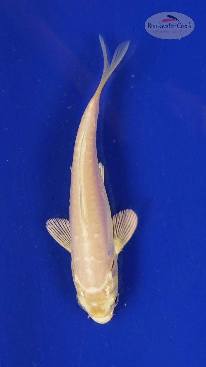 Koi for sale
