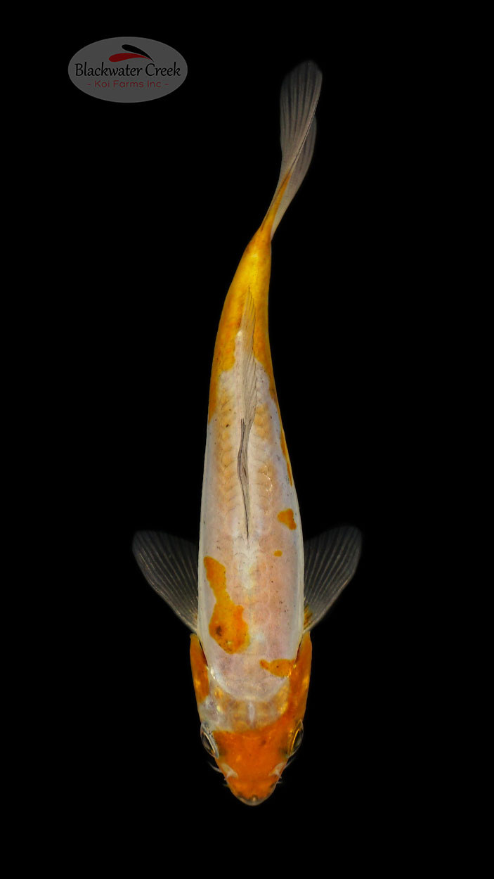 Ochiba Koi koi for sale