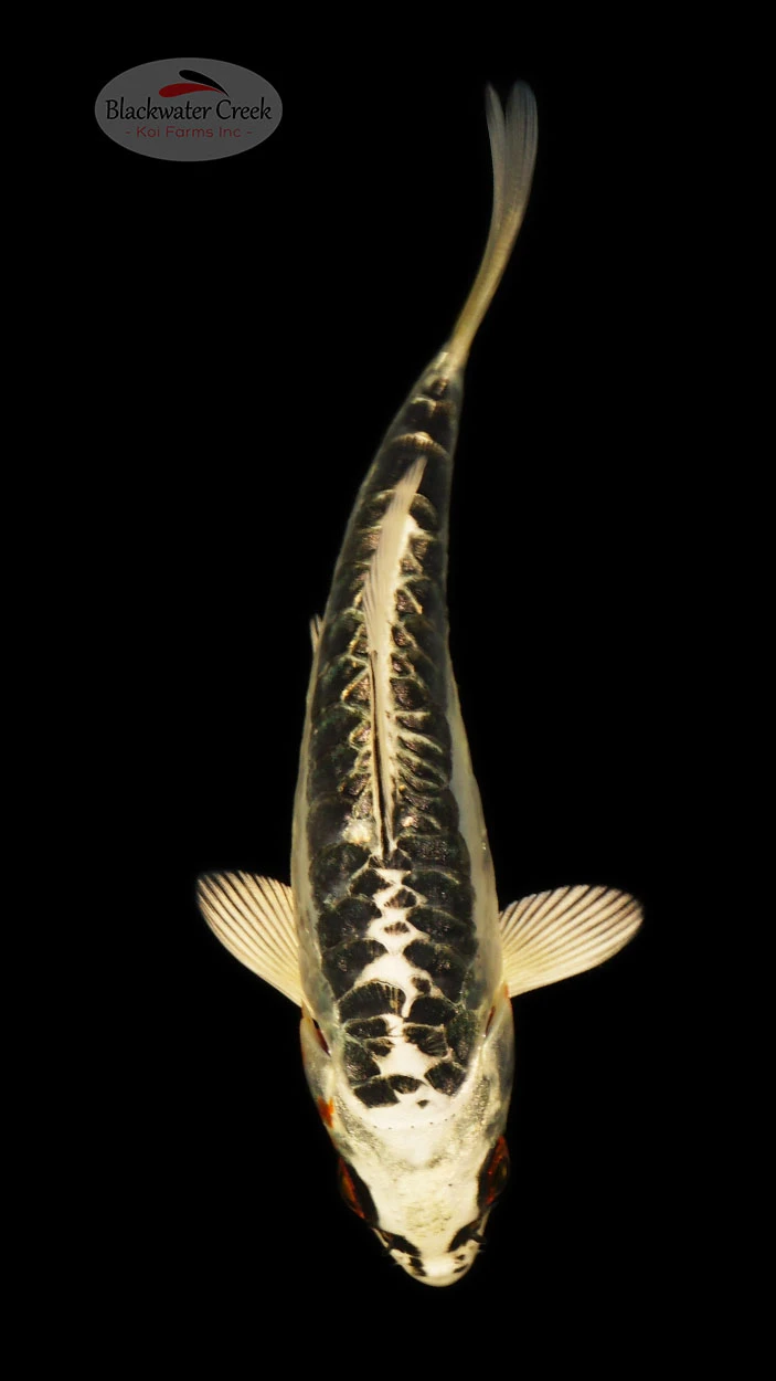 Kikokuryu Koi koi for sale