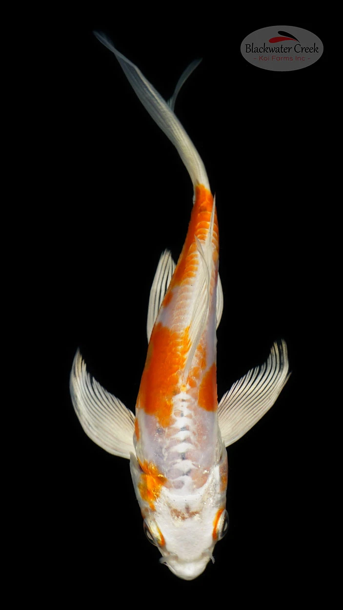 Hariwake Koi koi for sale