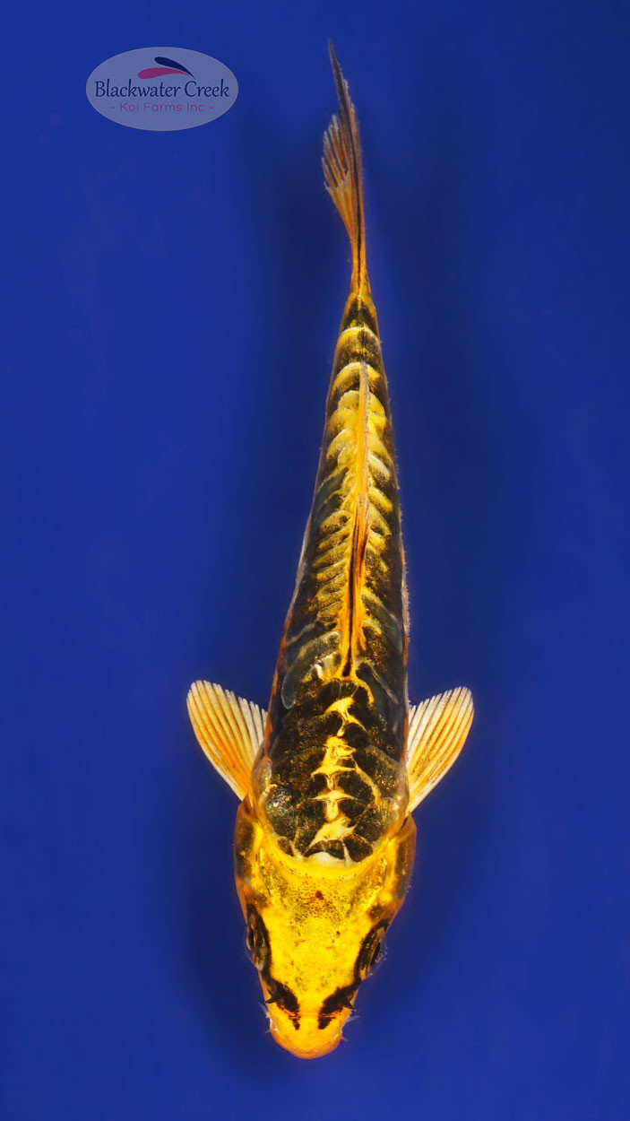 Kin Kikokuryu 5-6 inches [G26-T87-1] - Blackwater Creek Koi Farms