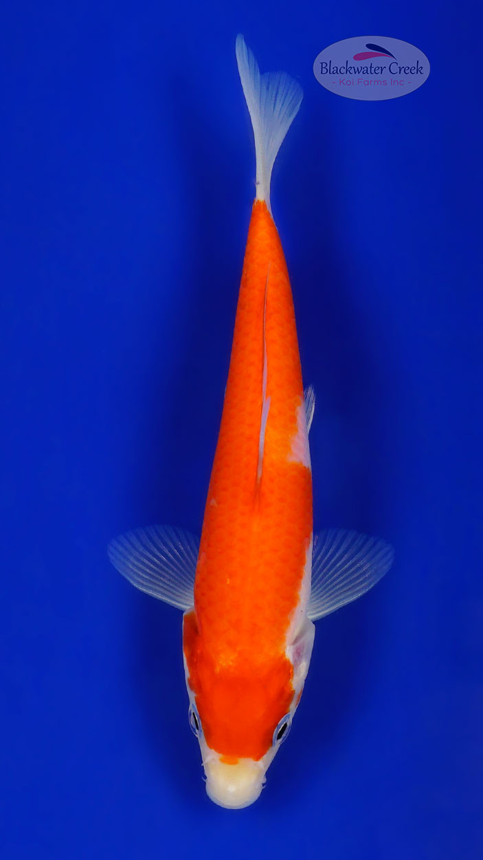 Kohaku Koi koi for sale