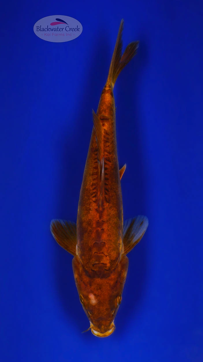Chagoi Koi koi for sale