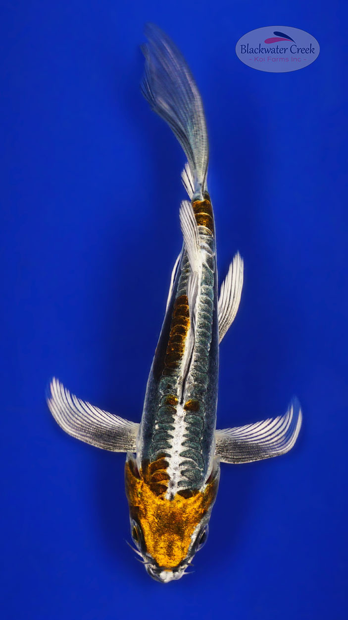 Kikokuryu 5-6 inches [G26-T49-2] - Blackwater Creek Koi Farms