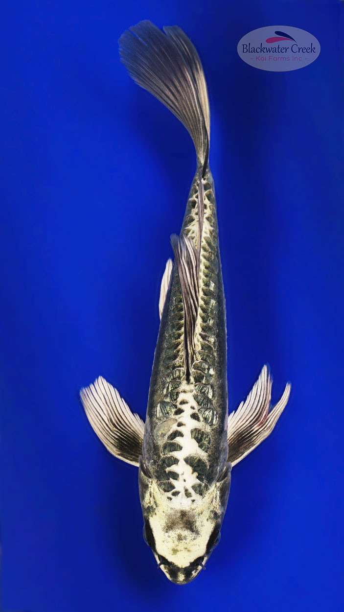 Kikokuryu Koi koi for sale
