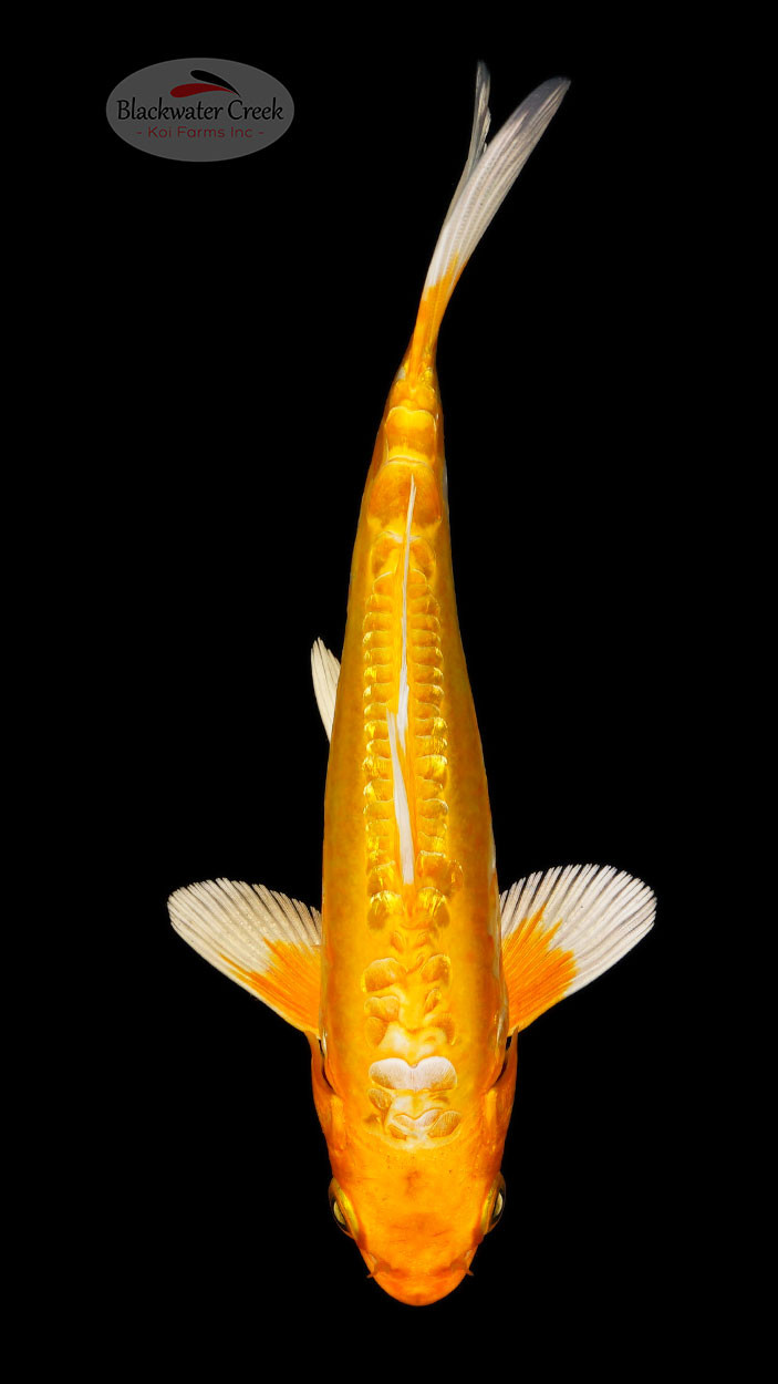 Doitsu Yamabuki 6-7 inches [G26-T55-10] - Blackwater Creek Koi Farms
