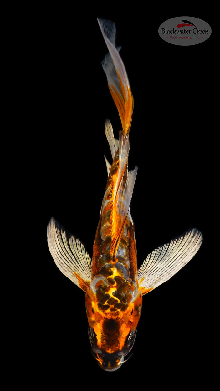 koi-wazurai 3形態 Beni Kikokuryu 7-8 inches [H26-T61-8] - Blackwater Creek Koi Farms