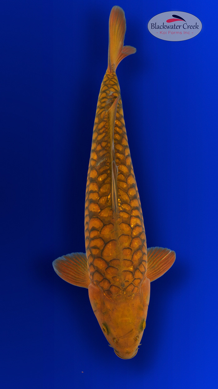 Chagoi Koi koi for sale