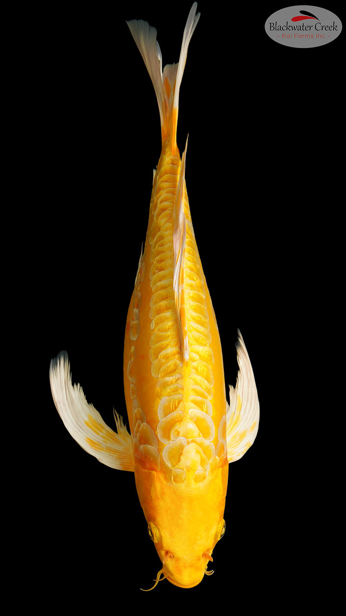 Butterfly Koi koi for sale