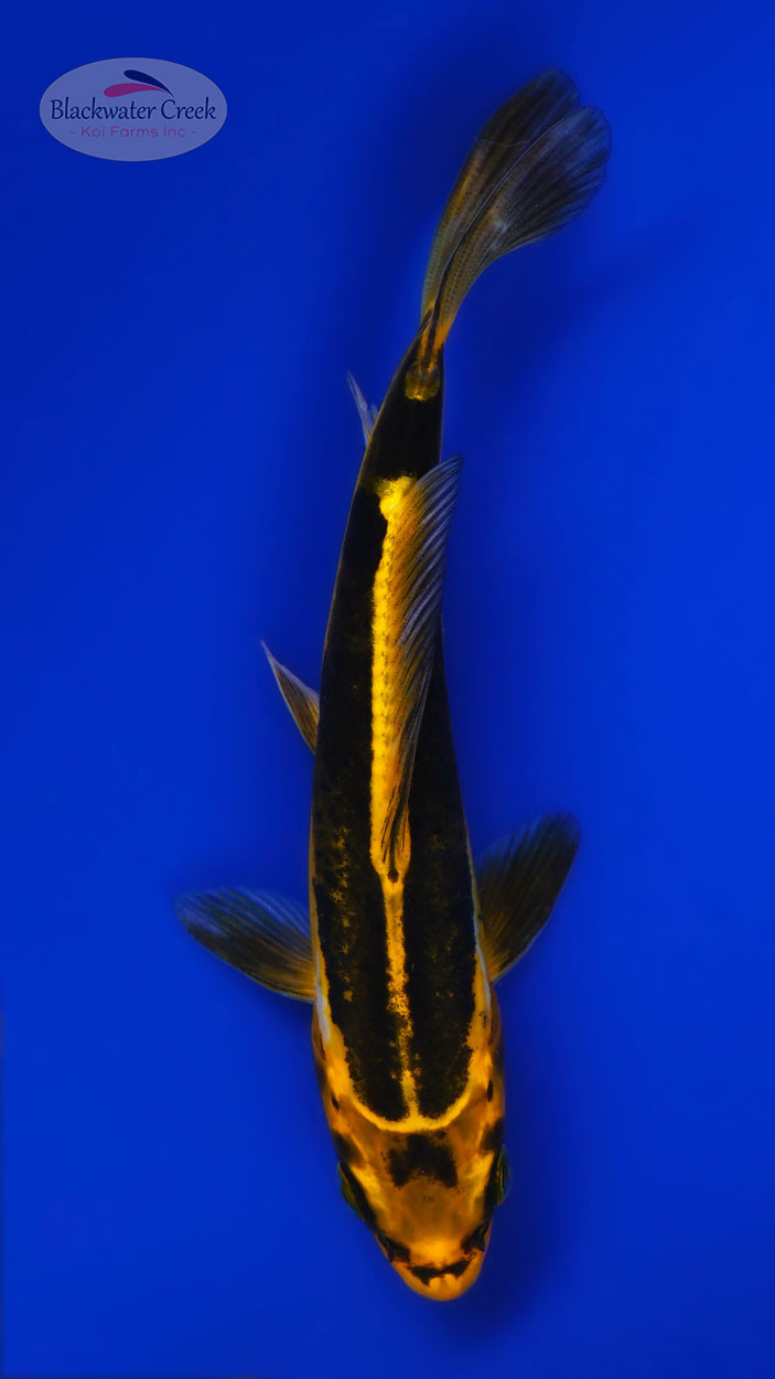 Kikokuryu Koi koi for sale