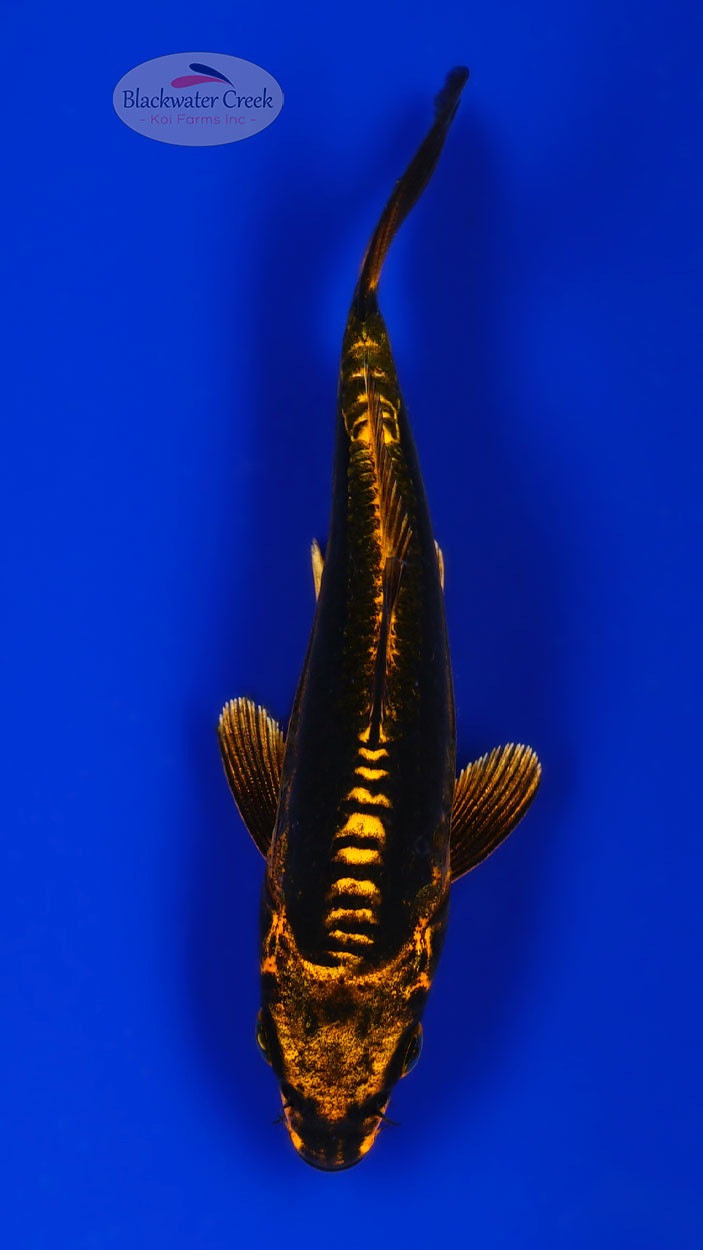 Choco Kiko 4-5 inches [H26-T95-169] - Blackwater Creek Koi Farms