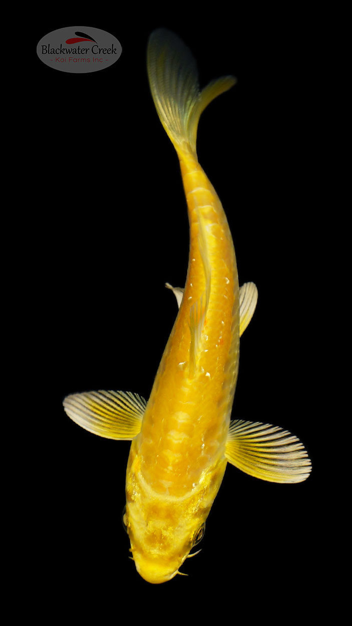 Doitsu Yamabuki 4-5 inches [H26-T95-171] - Blackwater Creek Koi Farms