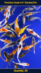 Premium 4-6" Koi Standard Fin 30 qty
