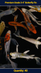 Premium Butterfly Koi 3-4" 40 qty