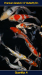 Premium 8-10" Butterfly Koi