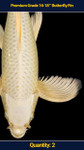 Premium 16-18" Butterfly Koi