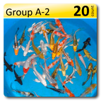 GROUP A-2 Select Koi 6-8"Mix fin, 20/box