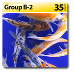 GROUP B-2 Select Koi 4-6" Std fin, 35/box