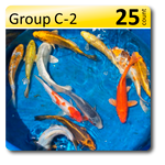 GROUP C-2 Decorative Koi 6-8" Std fin, 25/box