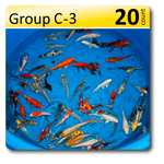 GROUP C-3 Decorative 4-6"mix fin, 20/box