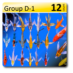 GROUP D-1 Select Butterfly Koi 4-6"