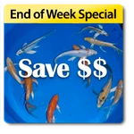 End of Week Special