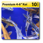 Premium Koi 10 Pack 4-6"