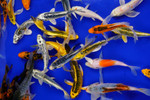 Mixed Box of Beautiful Koi! Mixed Box of Beautiful Koi!