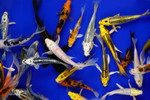 Mixed Box of Beautiful Koi! Mixed Box of Beautiful Koi!