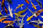 Mixed Box of Beautiful Koi! Mixed Box of Beautiful Koi!