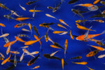 Small Pack Gosanke Peanuts FREE SHIPPING 100-125 fish