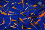 Large Pack Gosanke Peanuts FREE SHIPPING 150-250 Fish