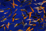Large Pack Gosanke Peanuts FREE SHIPPING 150-250 Fish
