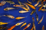Hobby Pack of Peanuts FREE SHIPPING 35-45 fish