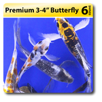 Small Pack of Premium BUTTERFLY 3-4" Koi