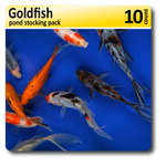 Goldfish Pond Stocking 10 Pack