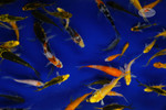 Butterfly Peanuts Small Pack FREE SHIPPING 100-125 fish
